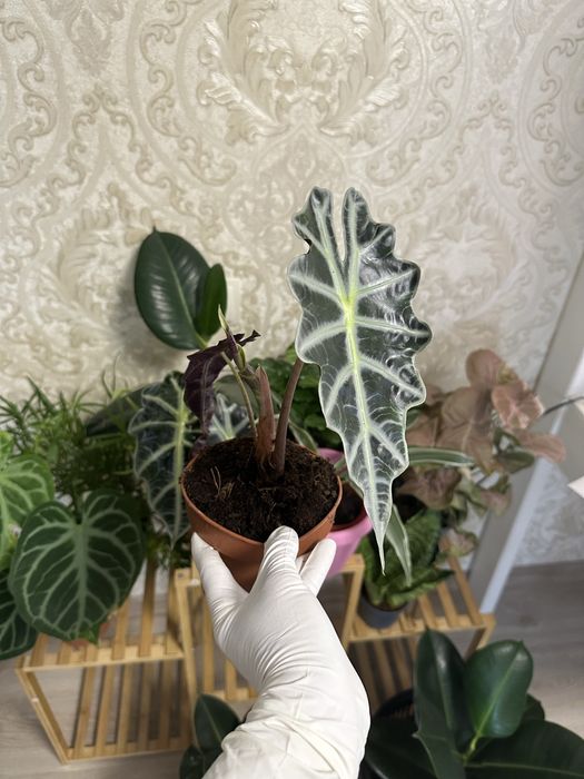 Кімнатні квіти Рослини