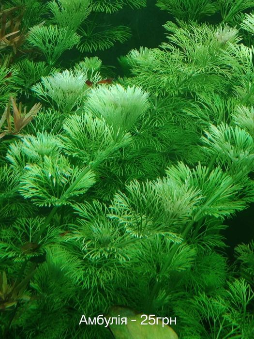 Акваріумні рослини водорості водорослі акваріум