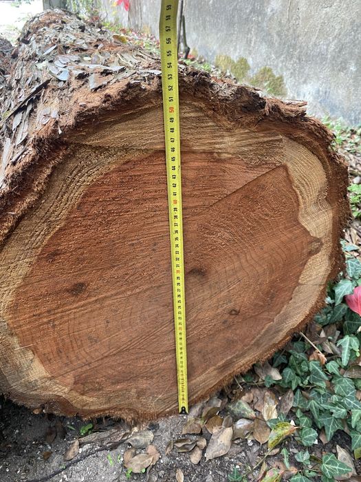 Troncos de Madeira Rara Sequoia Redwood com 60 Anos