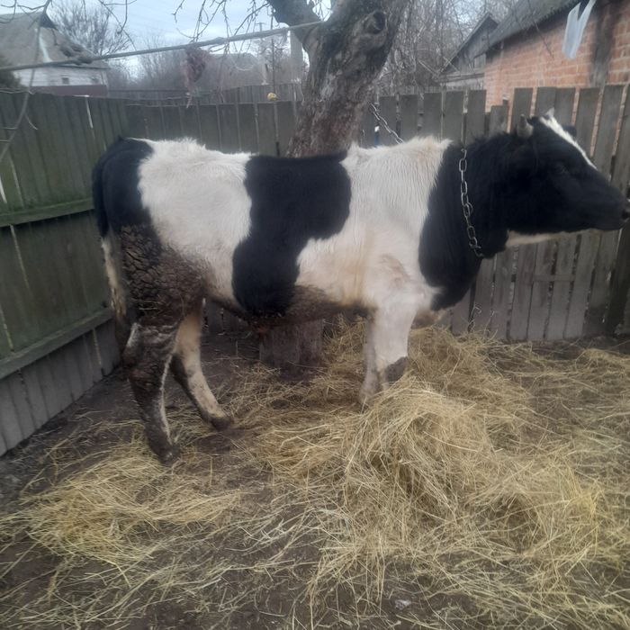 Бичок 11 міс врх 100