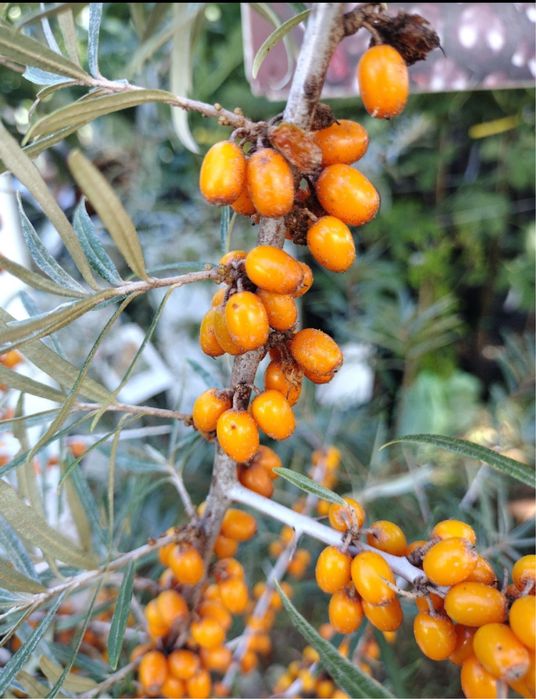 Espinheiro-Marítimo