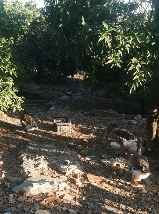 Patos Gansos adultos