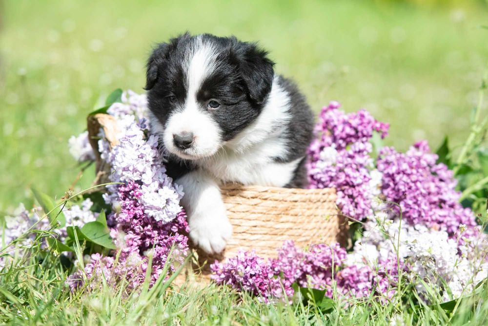 Border Collie suczka FCI/ZKwP