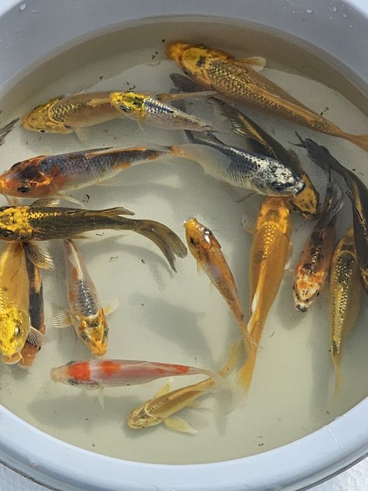 Karp koi lipcówka