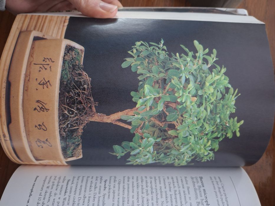 Robimy bonsai Wolfgang Kawollek