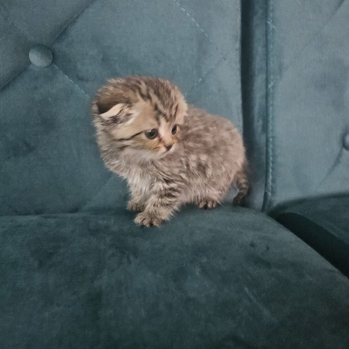 Британський хлопчик