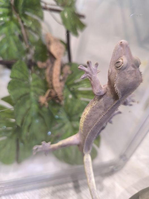 Gekon orzęsiony samiec