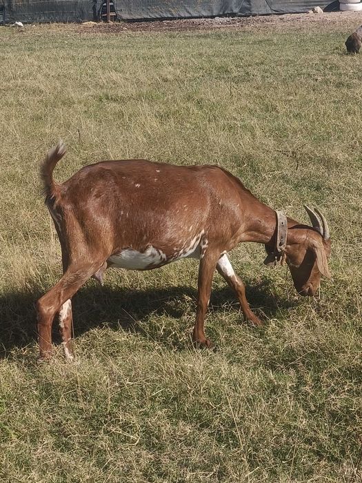 Rebanho de 6 cabras