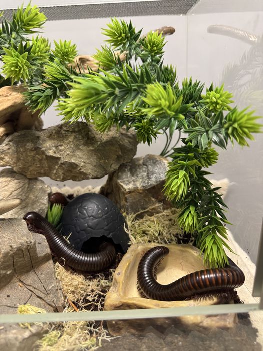 Декор в терраріум / акваріум , укриття, аксесуари