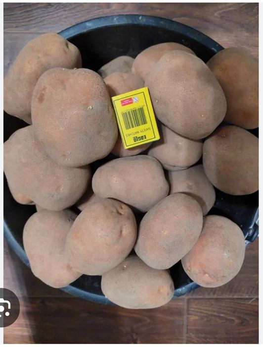 Картопля Біла Роса.