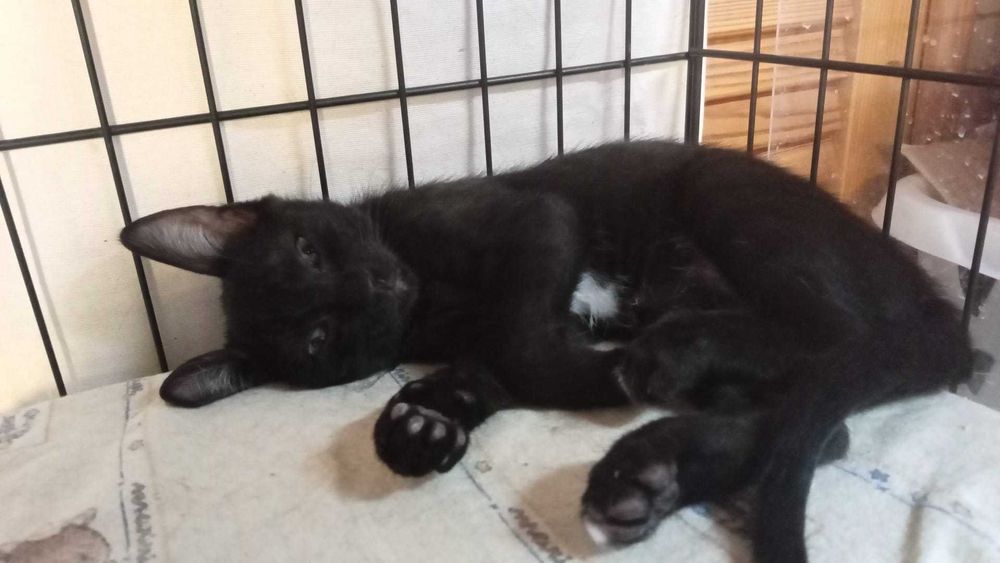 Gatos bebés para adoção consciente