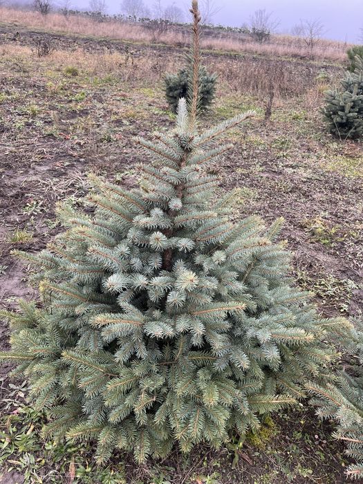 Ялинка блакитна кайбаб