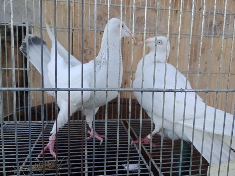 Srebniaki perłowe para