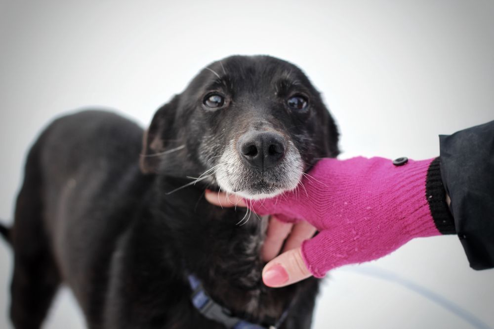 Odil- pies do adopcji