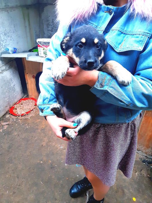 Щеплені собачки в добрі руки