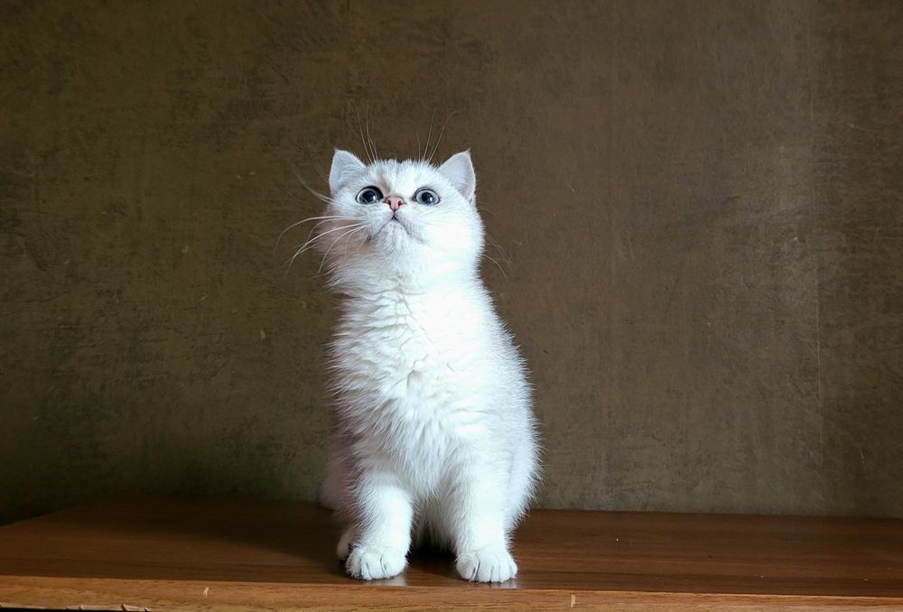 Срібляста шиншила,  Британська короткошерснан