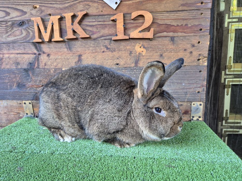 Królik Wiedeński Szary samica WS