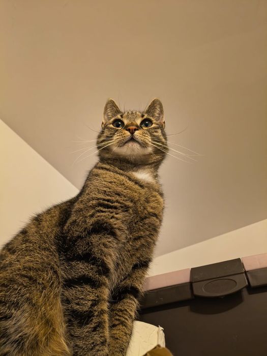 Kotka Lajla szuka domku