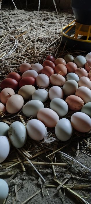 Jajka lęgowe kur MIX zielononóżka czubatka marans greenshell darkshell