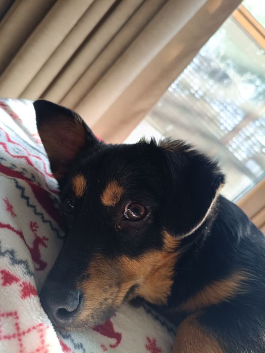 Śliczna SANTA szuka kochającego domu