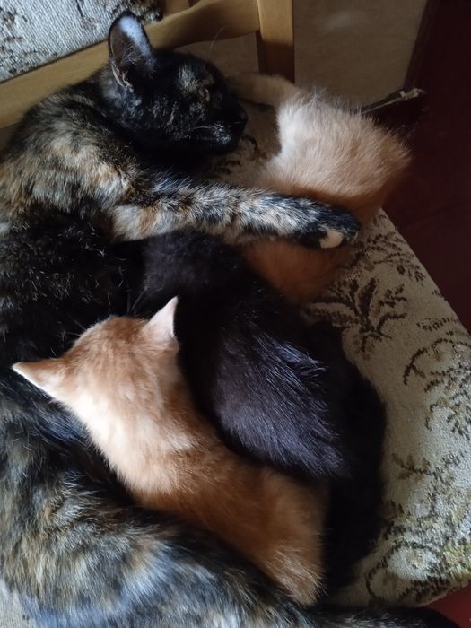 кошеня віддамо у добрі руки