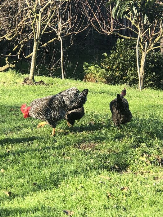 Pintos raças portuguesas
