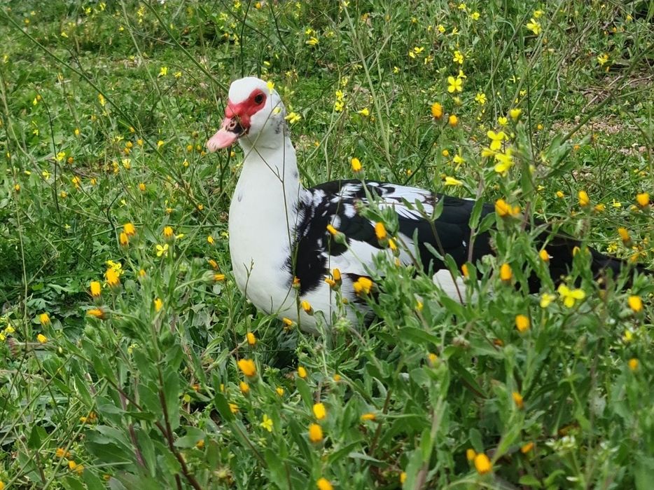 Ovos Frescos de Pata Criadas ao Ar Livre