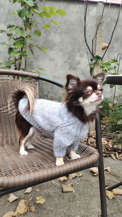 Одяг для собак. Светр для собаки