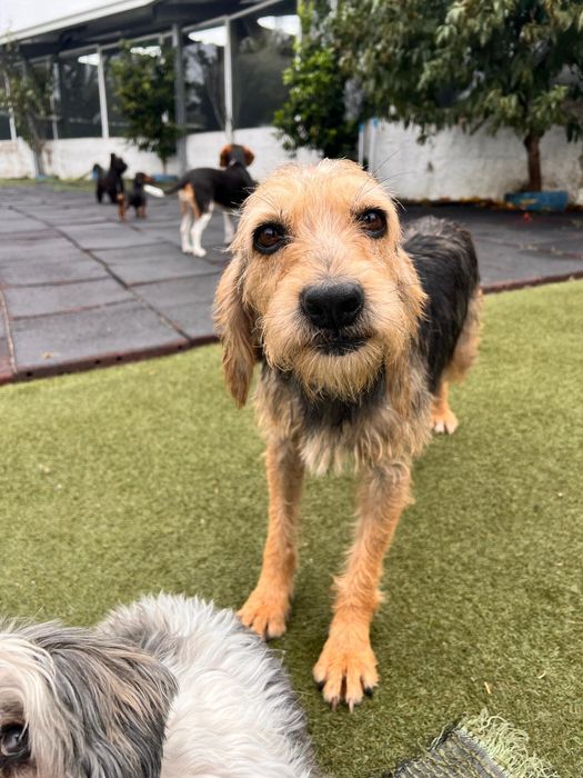 Menina para adoção responsável