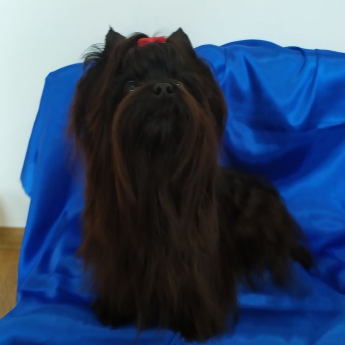 Mini samczyk Black Tan Yorkshire terrier
