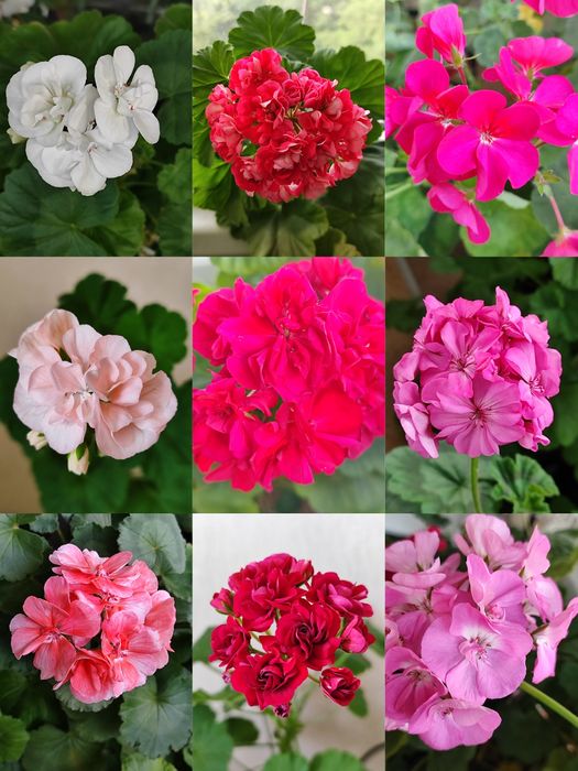 Пеларгонія-Бонсай Рожева Ніжна Сортова Герань