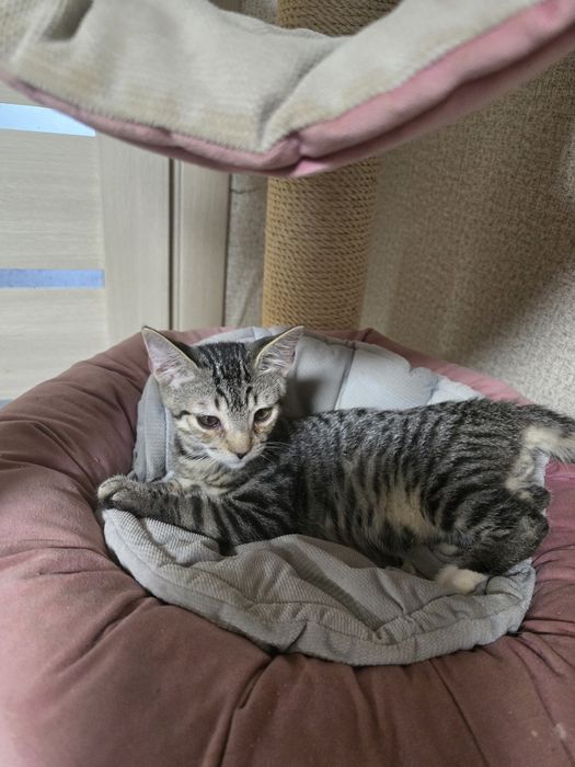 Кошеня хлопчик Алтайска кішка.