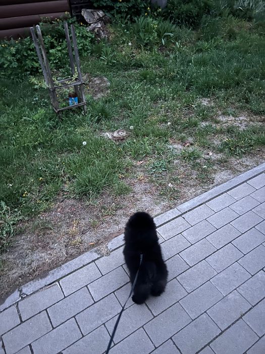 Продам собаку шпица