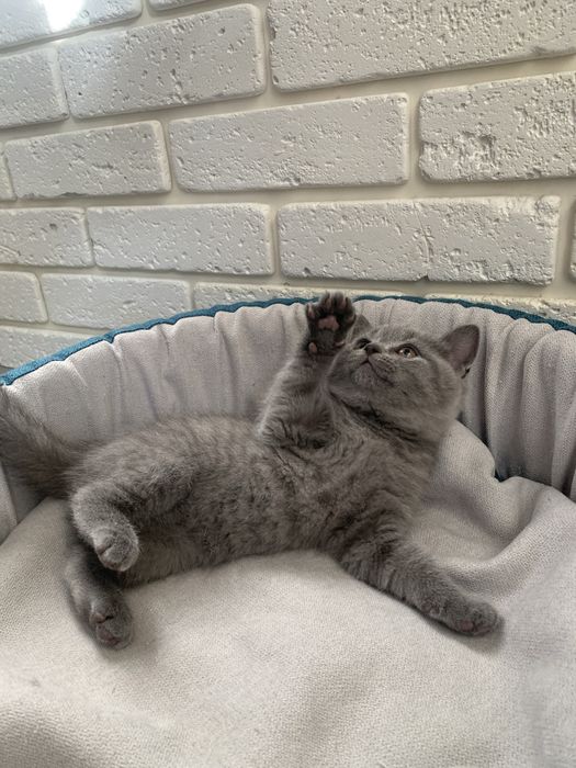 Шотландские вислоухие котята