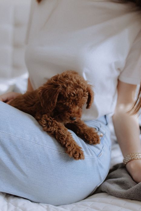 Poodle toy PREMIUM
