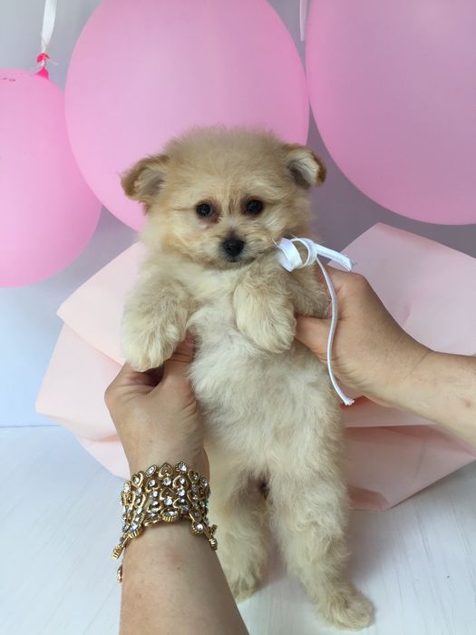 Помапу — Не зволікайте таких залишилось лише 4!