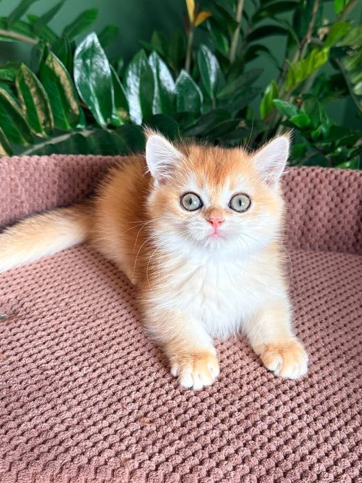 Британский котенок золотая шиншилла
Scottish fold