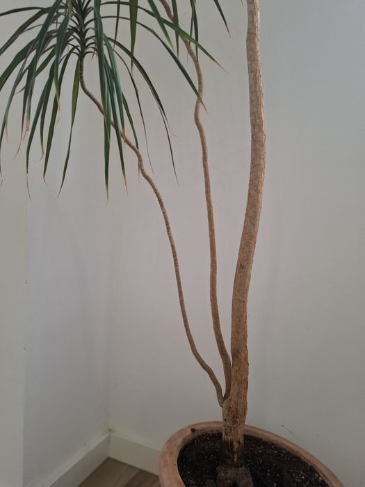 Planta Dracaena marginata