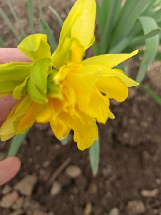 Продам цибулини нарцисів