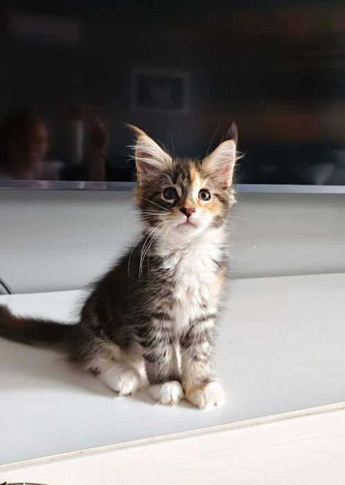 Kotka Maine Coon