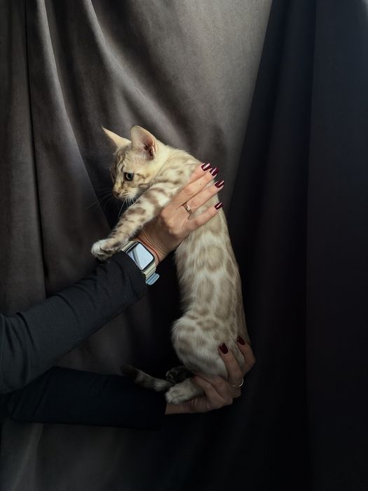 Кошенята бенгальські