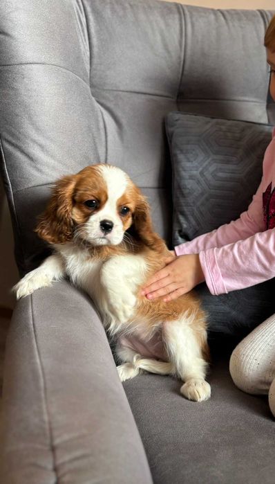 Cavalier piesek  z rodowodem ZKwP FCI
