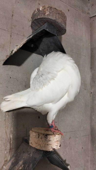 Garłacz amsterdamski samiec