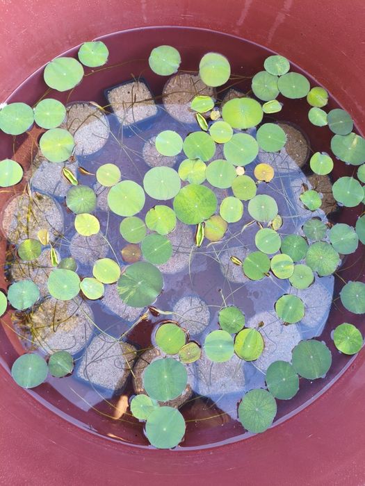 Plantas aquáticas jovens