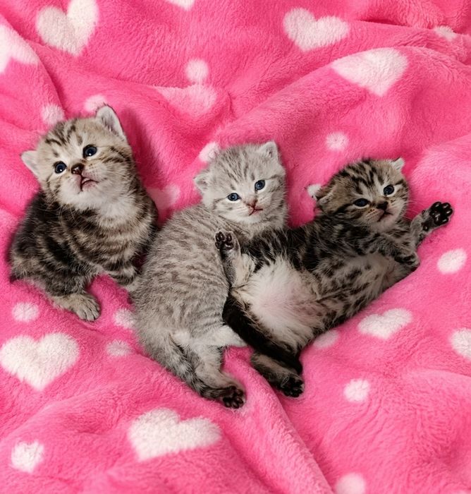 Котята шотландские вислоухие