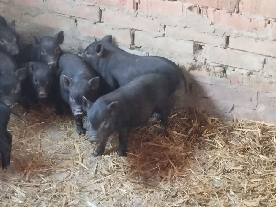 Продам в'єтнамські поросята