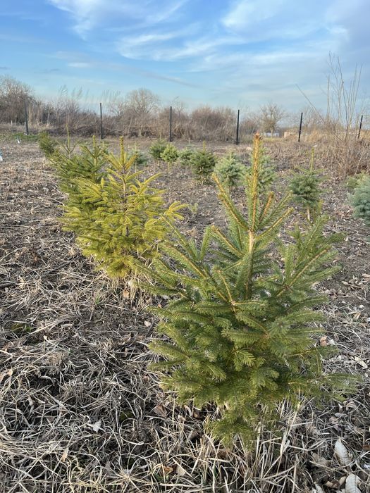 Ялинки зелені і блакитні