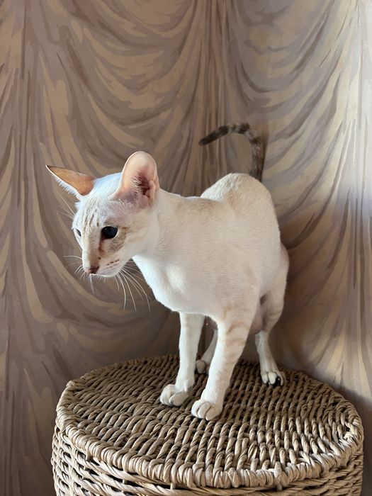 Орієнтальні дівчата