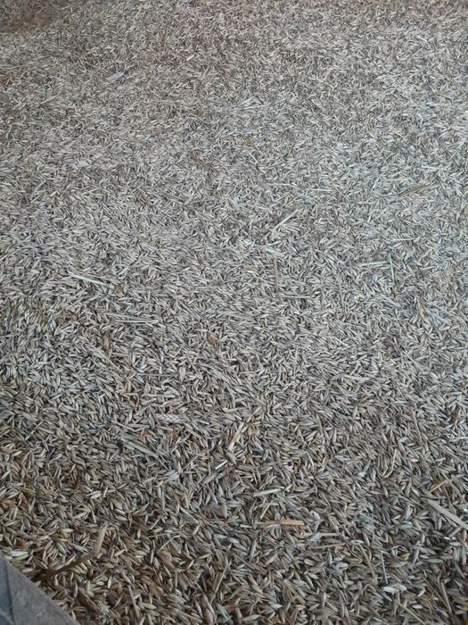 Zboże owies big bag