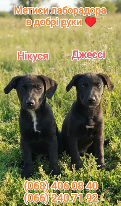 Метиси лабрадора в добрі руки